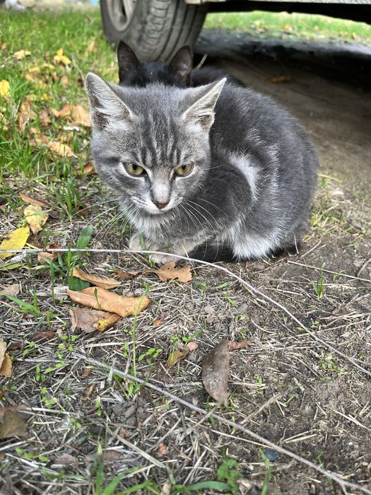 Котенок мальчик