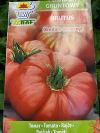 Pomidor BRUTUS sadzonki