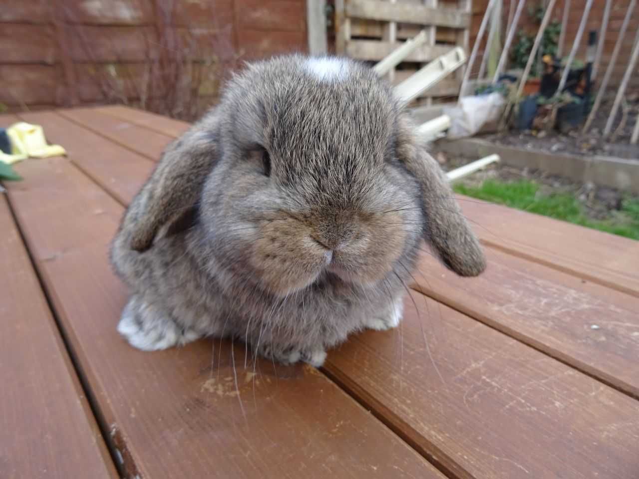 KIT de Coelhos anões Orelhudos mini-lop