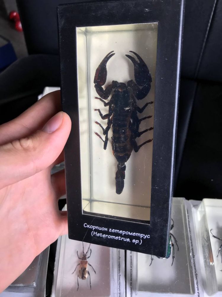 Скорпион в стекле/ подарок