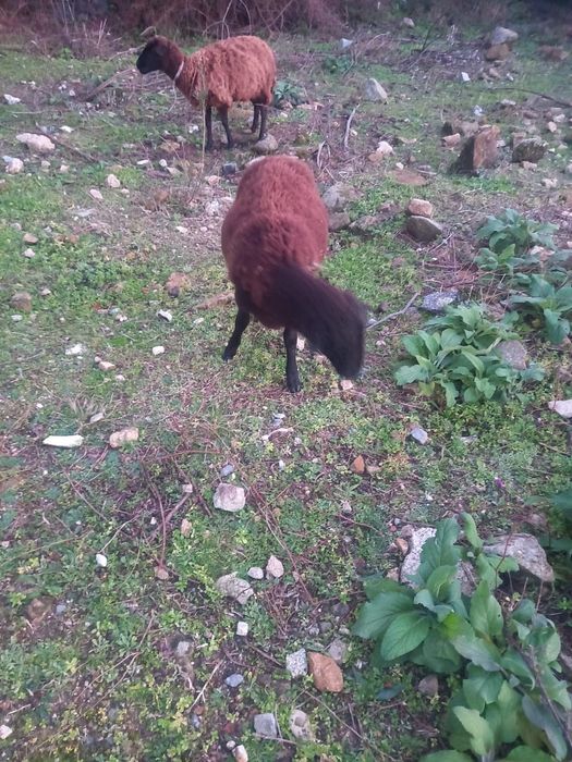 Cabra e duas ovelhas