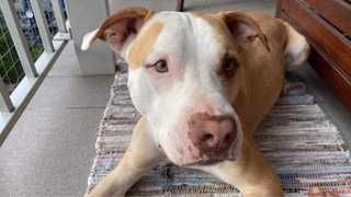 Adopcja -Brutus- pitbull