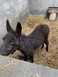 Burro pequeno para venda