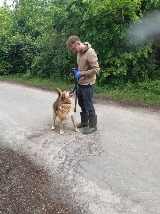 Super pies Marley do adopcji że schroniska .