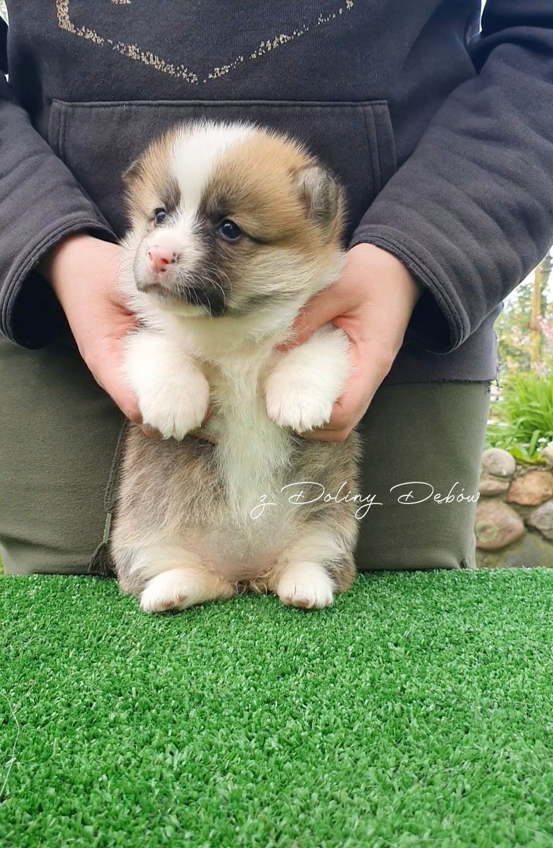 Welsh Corgi Pembroke (FCI)