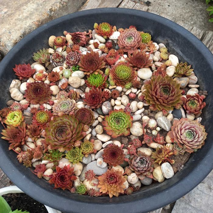 Молодило, кам'яна троянда, набір з 50+ штук,  мінімум 30 різних сортів