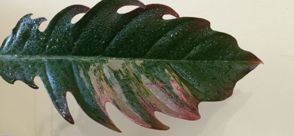 Філодендрон Карамель. Марбл Пінк