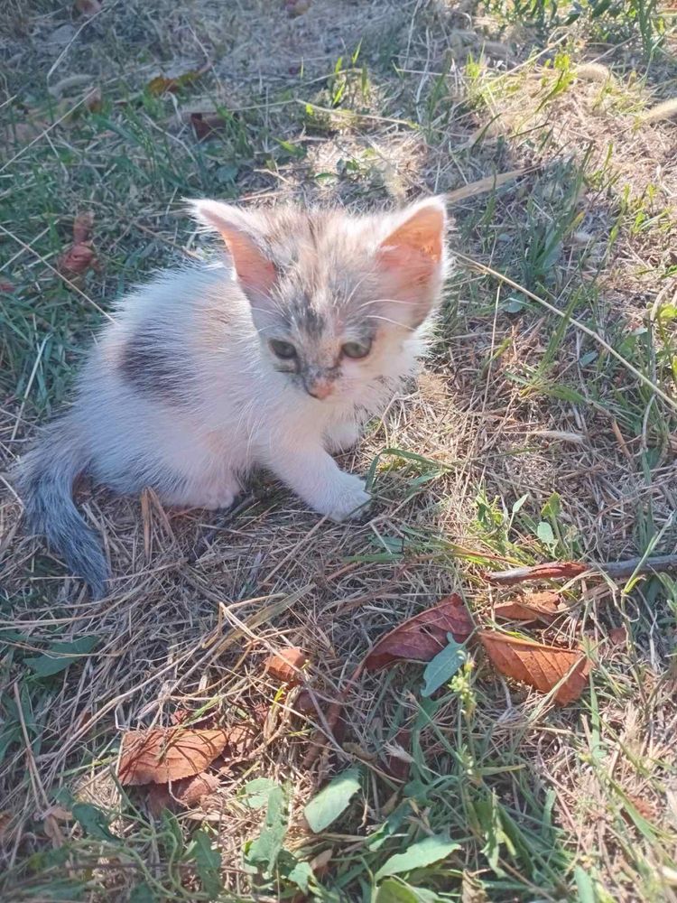 Отдам даром котят