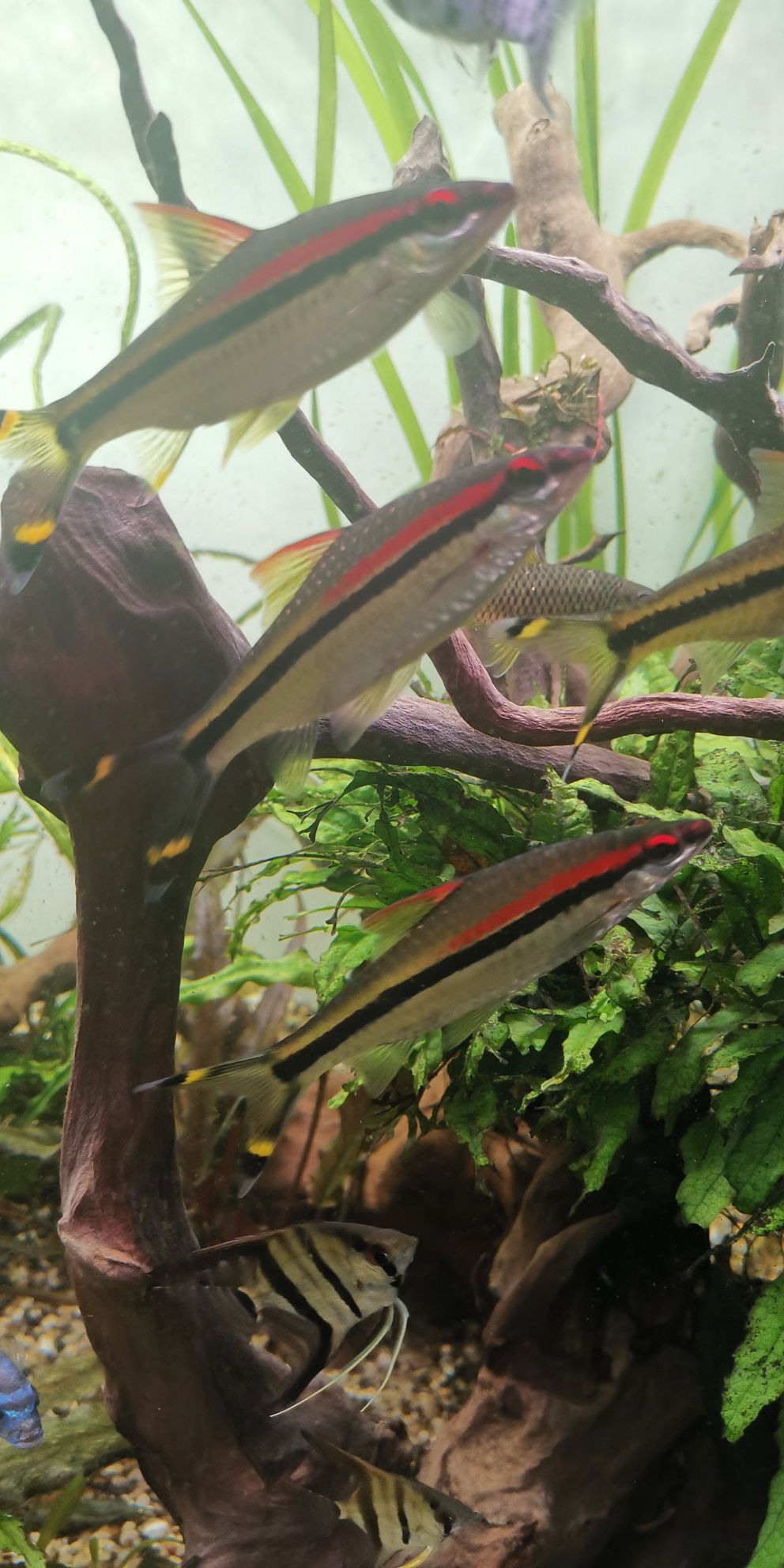 Brzanka denisona