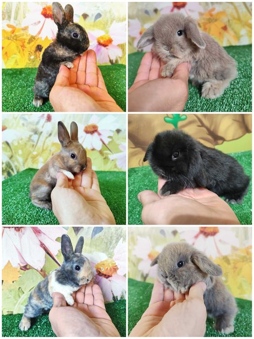 Karzełek Niderlandzki niebieski miniaturka Mini Lop baranek rex blue