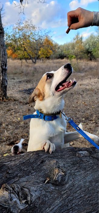 Бесплатно в добрые руки