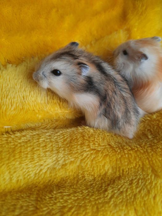 Маленькі хомячки, ручні джунгарики