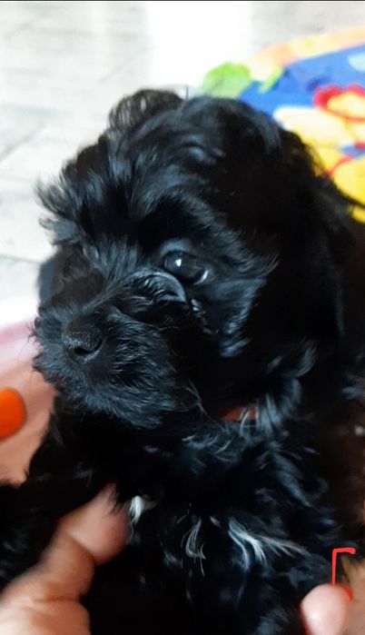 Rosyjska bolonka kolorowa, bolończyk kolorowy