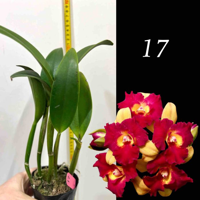 Продам - катлея крупноквіткова ароматна із Азії!