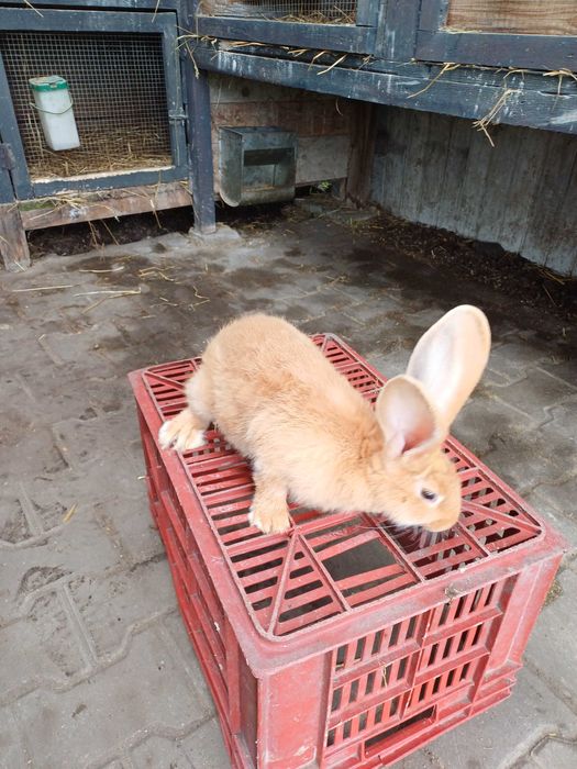 Olbrzym belgijski zolty