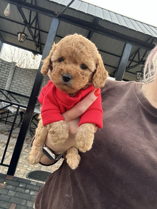 Милая кукла мальтипу