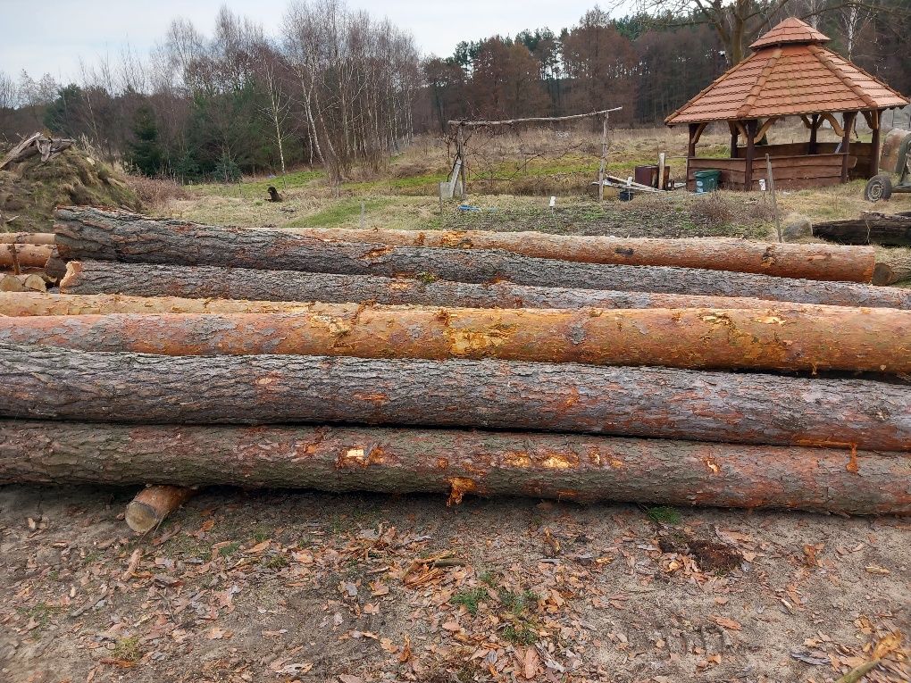 Tartaczka sosna na wywiązke