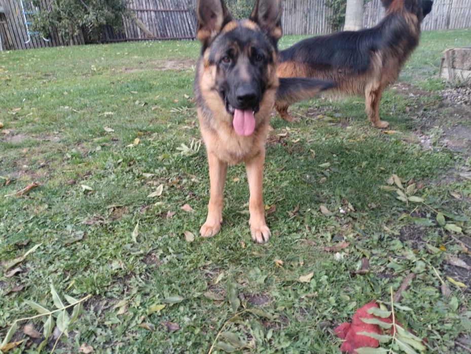 Owczarek Niemiecki krótkowłosy