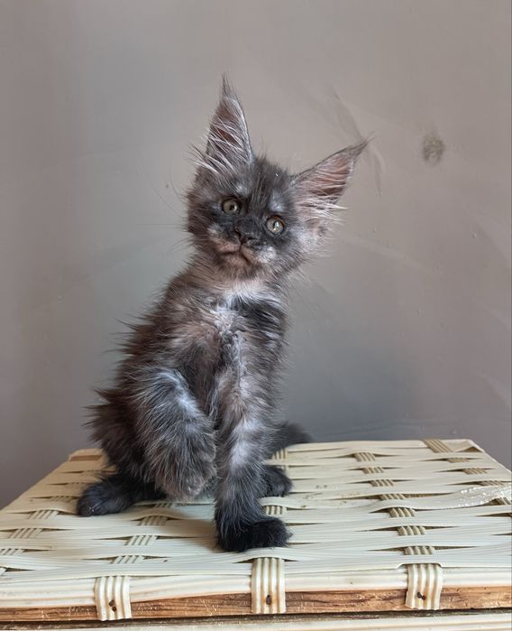 Вип котята Мейн кун