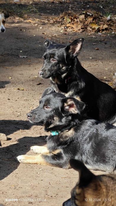 Kajko i Jaga - 8 miesięczne szczeniaki do adopcji