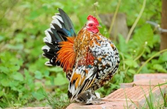 Капликові півні