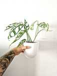 Monstera Obliqua Perú grande