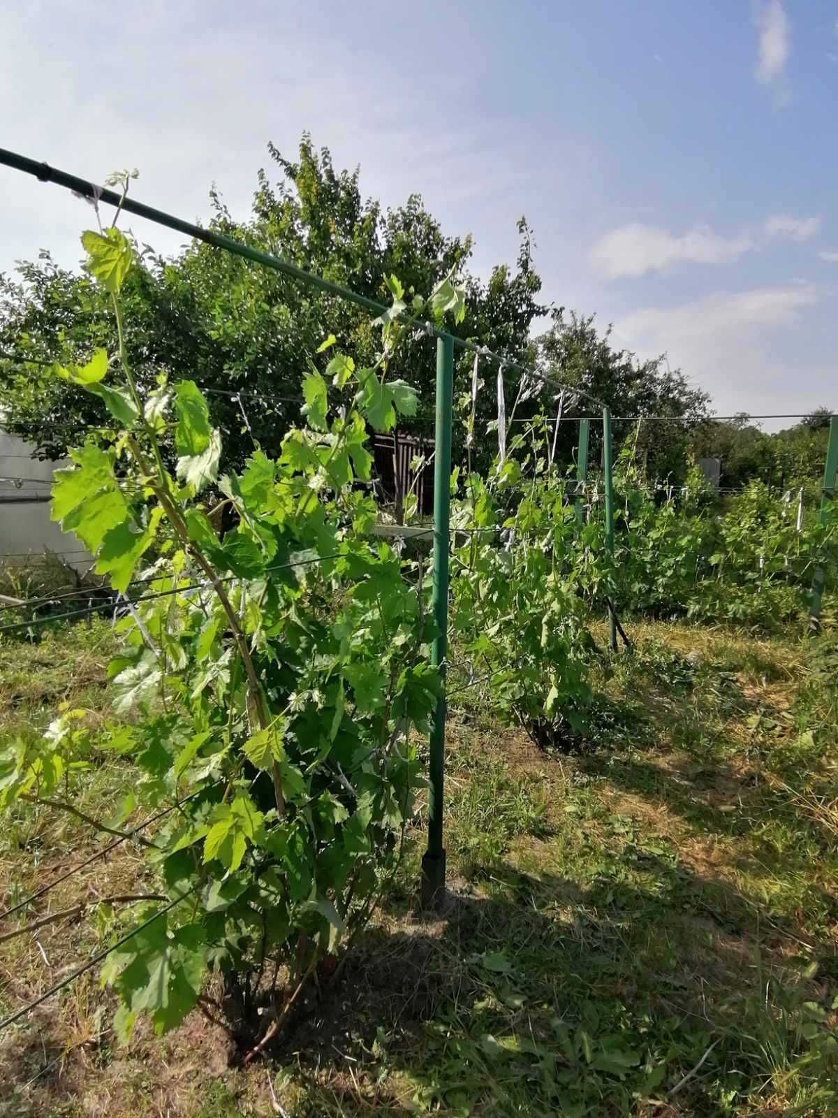 Участок под застройку (р-н Кулебовка, ул. Жлуктенка)