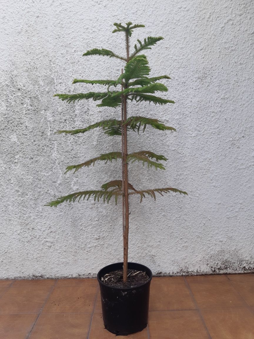 Araucaria Heterophylla com  1,55m