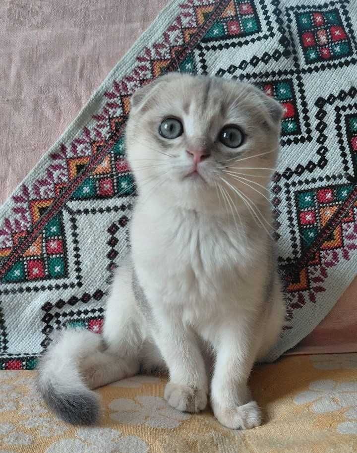 Шотландский вислоухий котик в окрасе голубое золото ау1