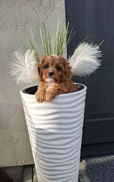 Cavapoo piesek f1