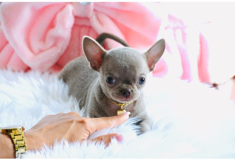 Cudny Mini Liliowy Chihuahua Boy gotowy do odbioru