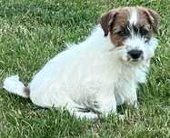 Jack Russell Terrier