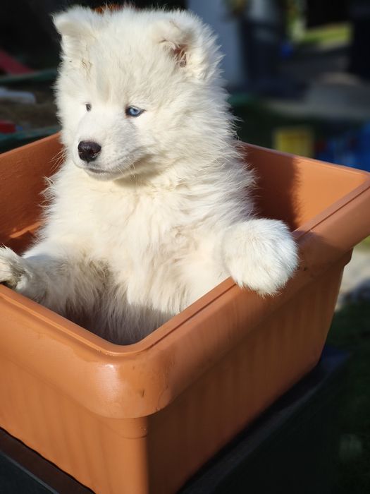Suczka OSTATNIA samoyed samojed śliczna