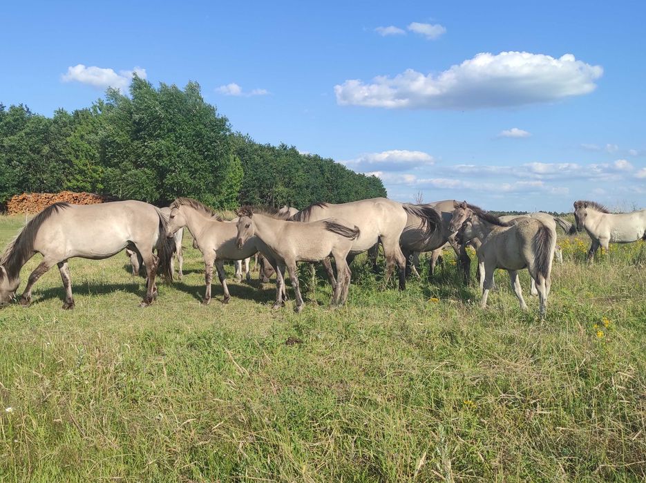 Klaczki konik polski