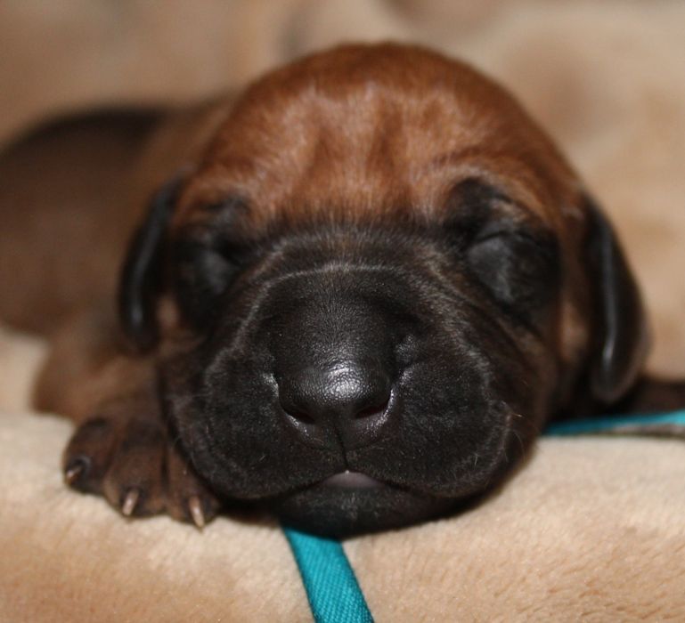 Rhodesian Ridgeback-urocza suczka