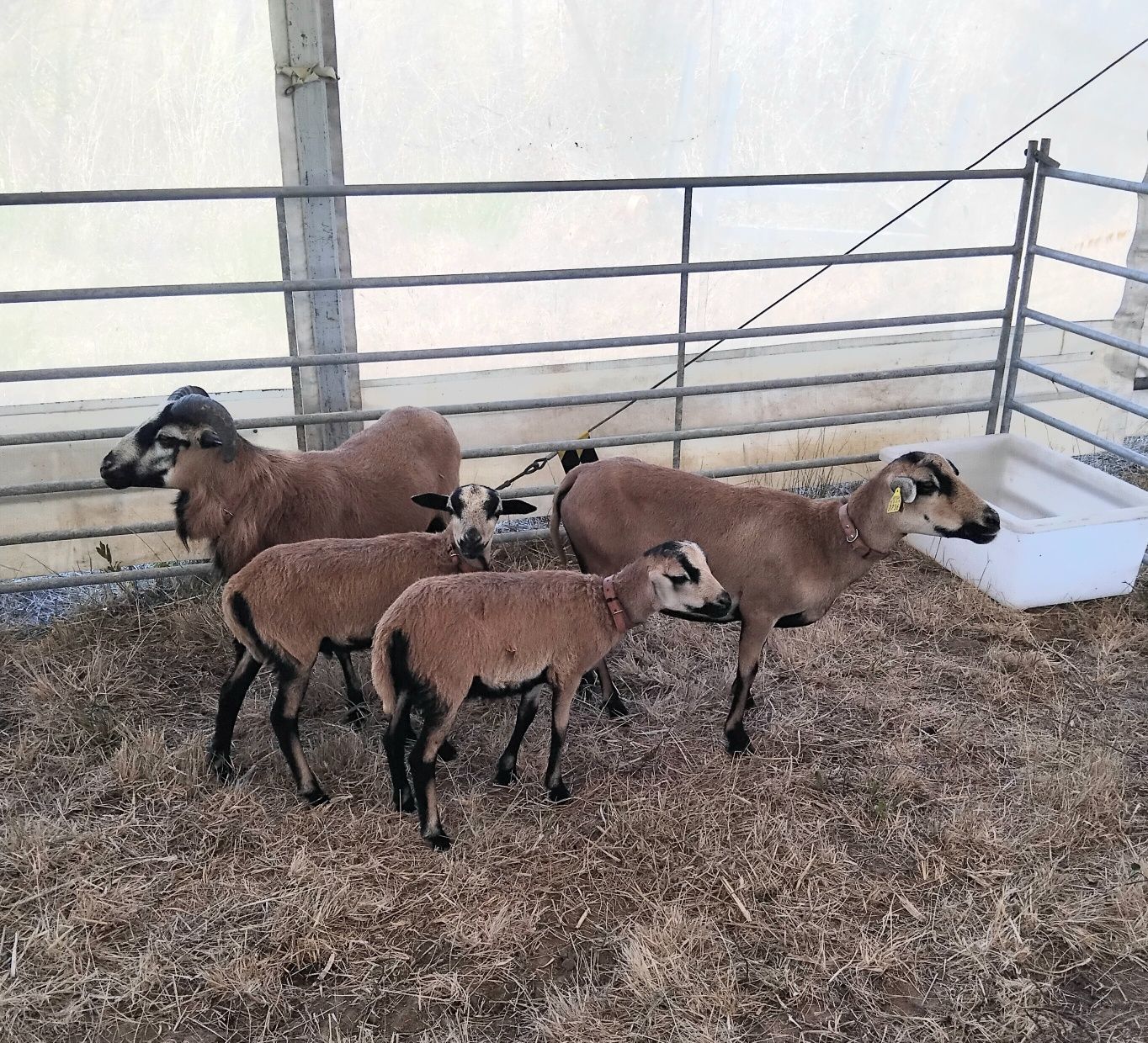 Carneiros, Ovelhas e Borregos