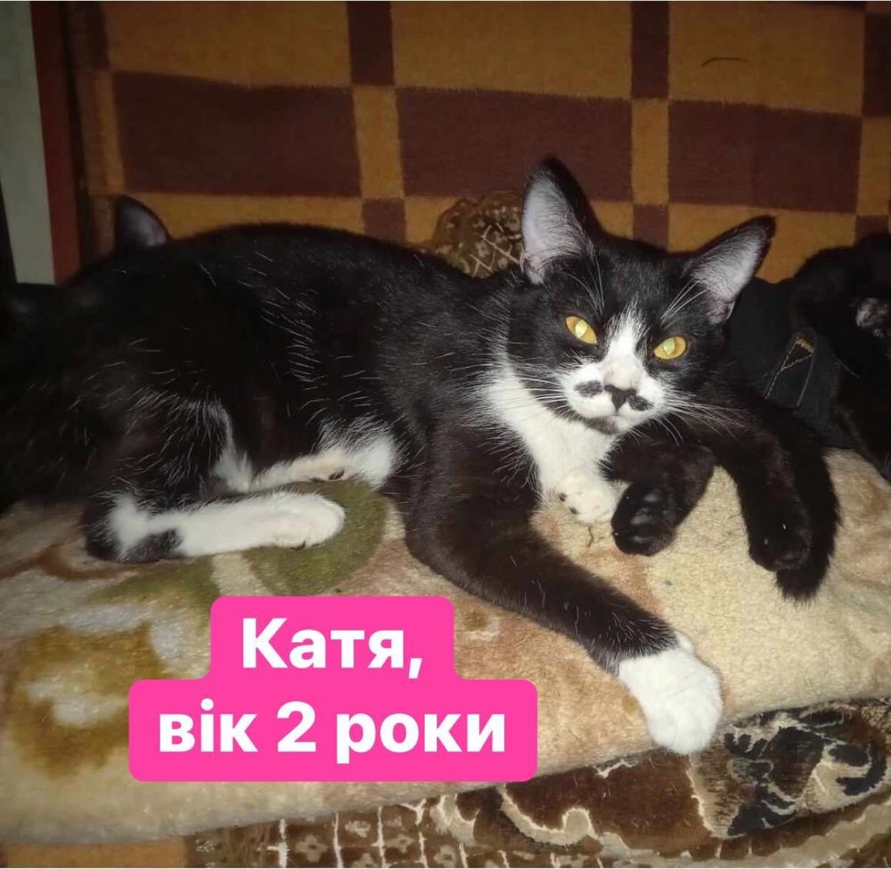 Котики шукають новий дім!