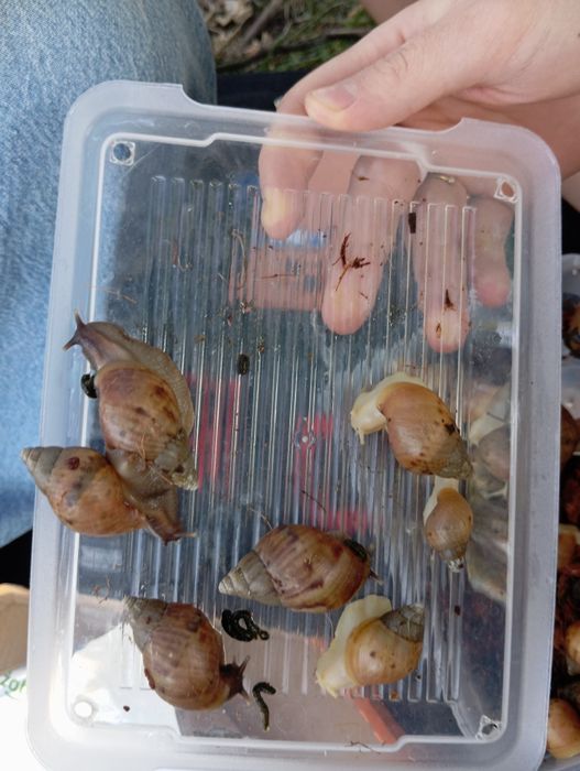 Oddam ślimaki Afrykańskie