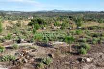 Terreno 1490m2 em Lagares - Coimbra
