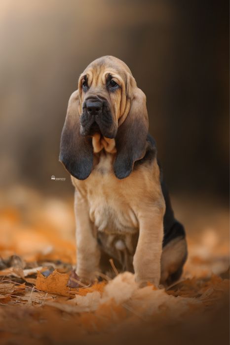 Szczenię Bloodhound