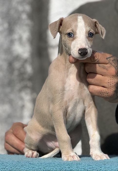 Whippet lindo com lop