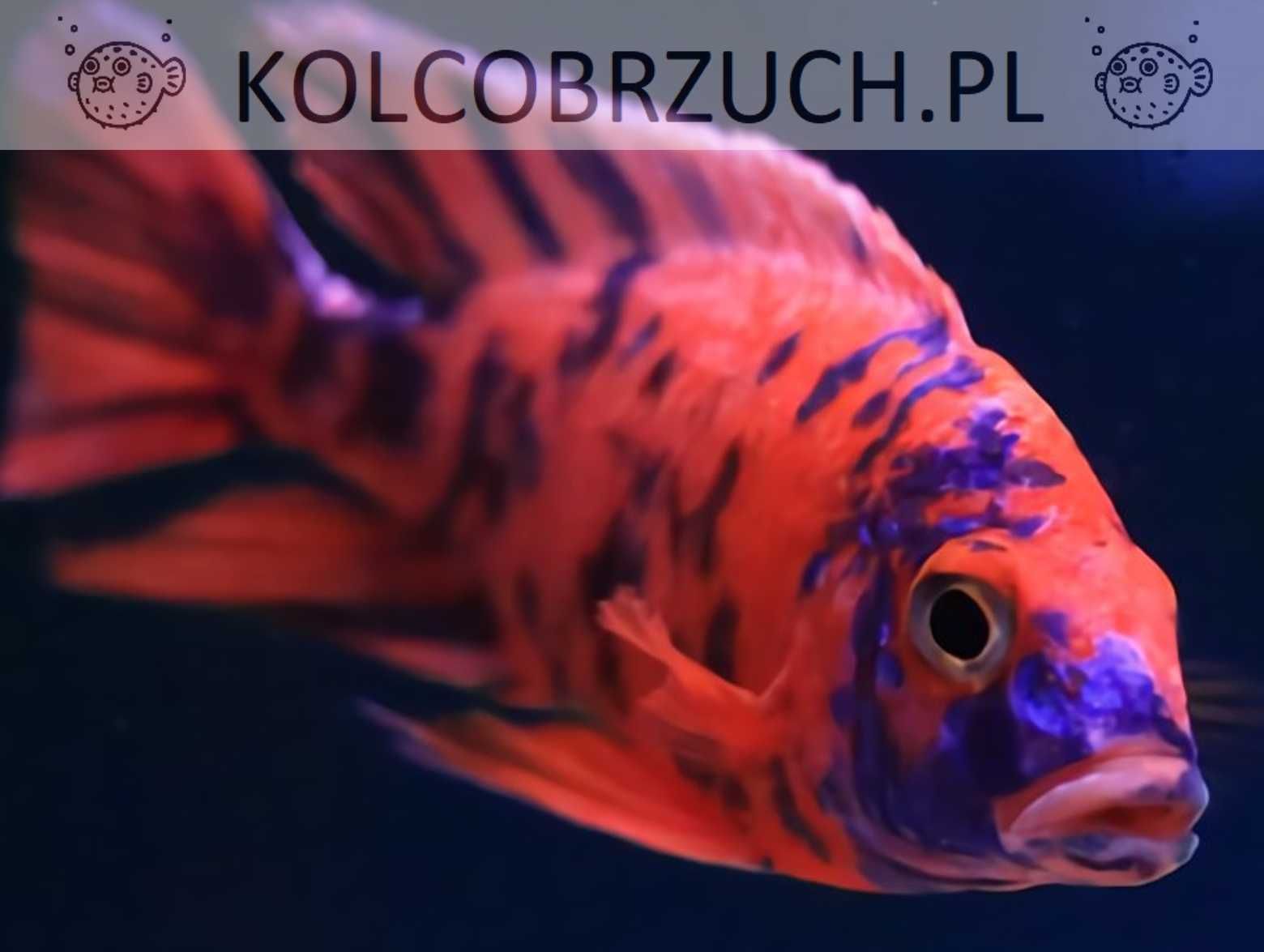 Aulonocara calico RED - OB - Pyszczak - Pyszczaki - dowóz, wysyłka