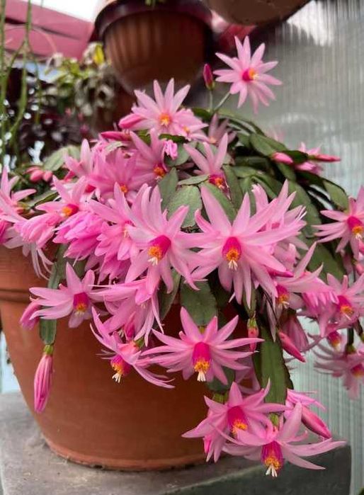 Рождественник різні сорта