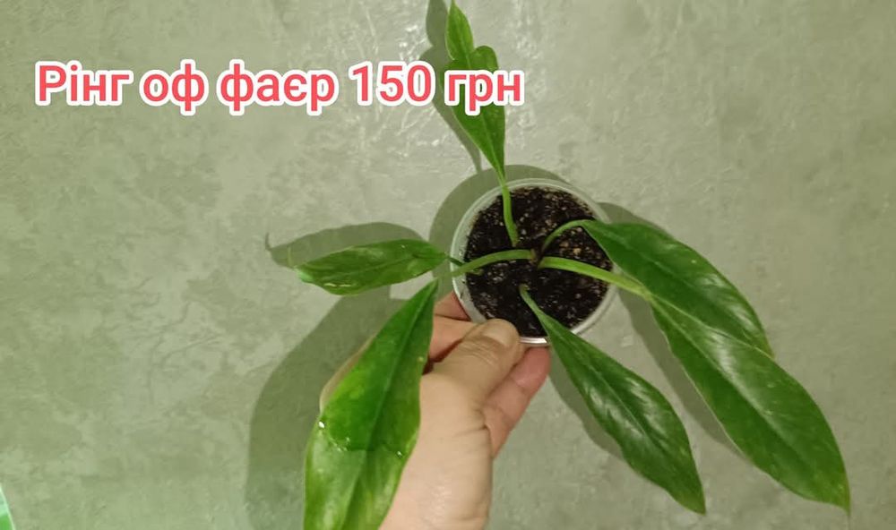 Пропоную ароїдні рослини, сансевієрії