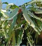 Epiphyllium  de flor branca