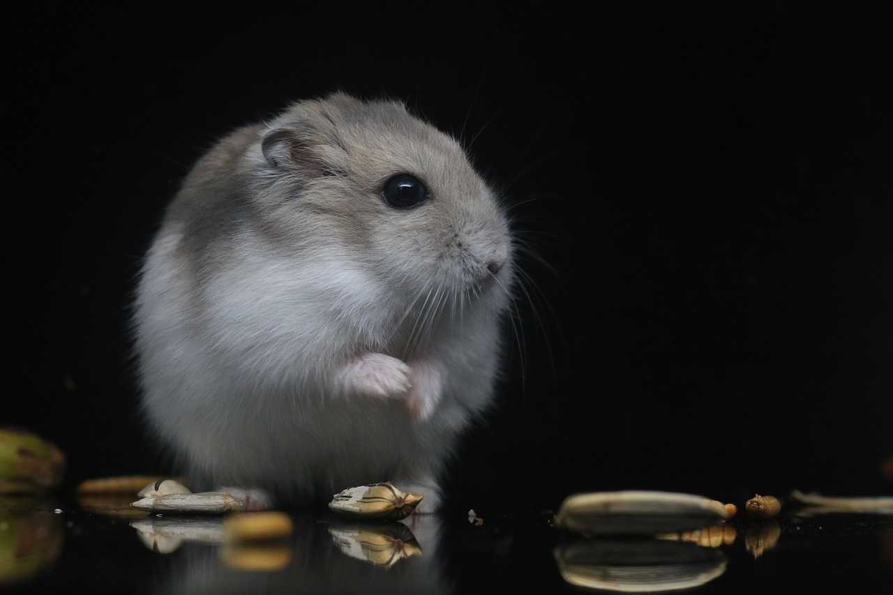 Chomik Dżungarski, chomiki, gryzoń