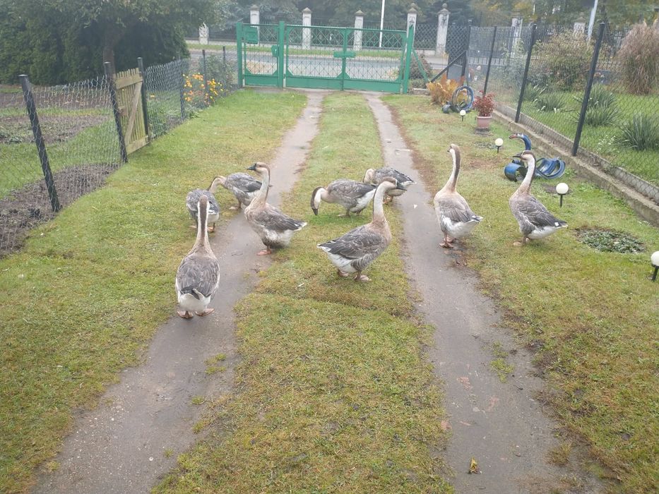 Sprzedam gęsi garbonose