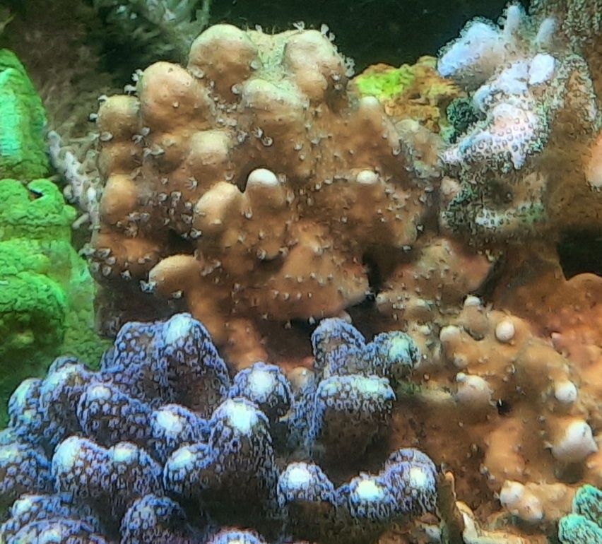 Blue Ridge Coral - Heliopora coerulea