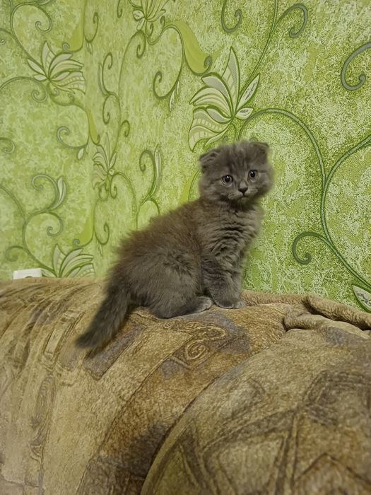 Віддам кошенят дівчинка і 3 хлопчика у добрі руки