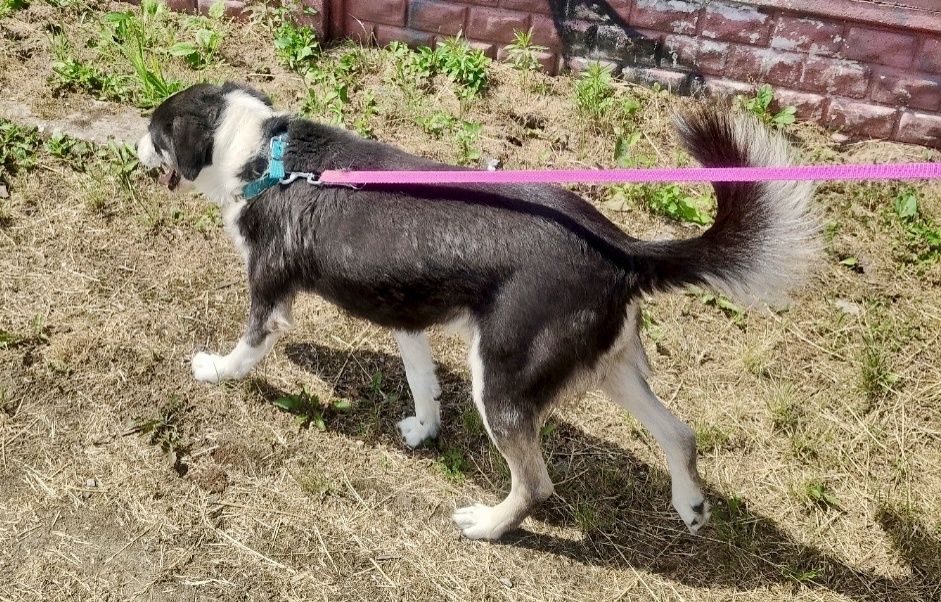 Proszę daj mi szansę i zabierz mnie do domu ...